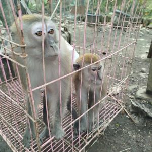 Evacuation of Three Long-tailed Macaques from Medan to Stabat (January, 06 2026)