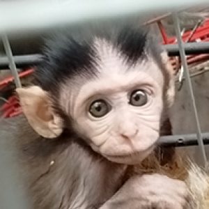 The Wildlife Authority (BBKSDASU) Resolves Human-Long-tailedMacaque Conflicts in Sei Renggas Village, Kisaran (October 16, 2026)
