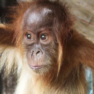 Sumatran orangutans is Estimated at 11,694 Individuals, while Tapanuli Orangutans is Estimated at 716 (July 18, 2026)