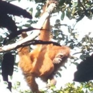 Orangutan Monitoring in Aek Nabara and Bulumario